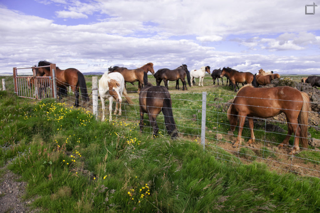 Allevamento Cavalli a Reykholt South in Islanda