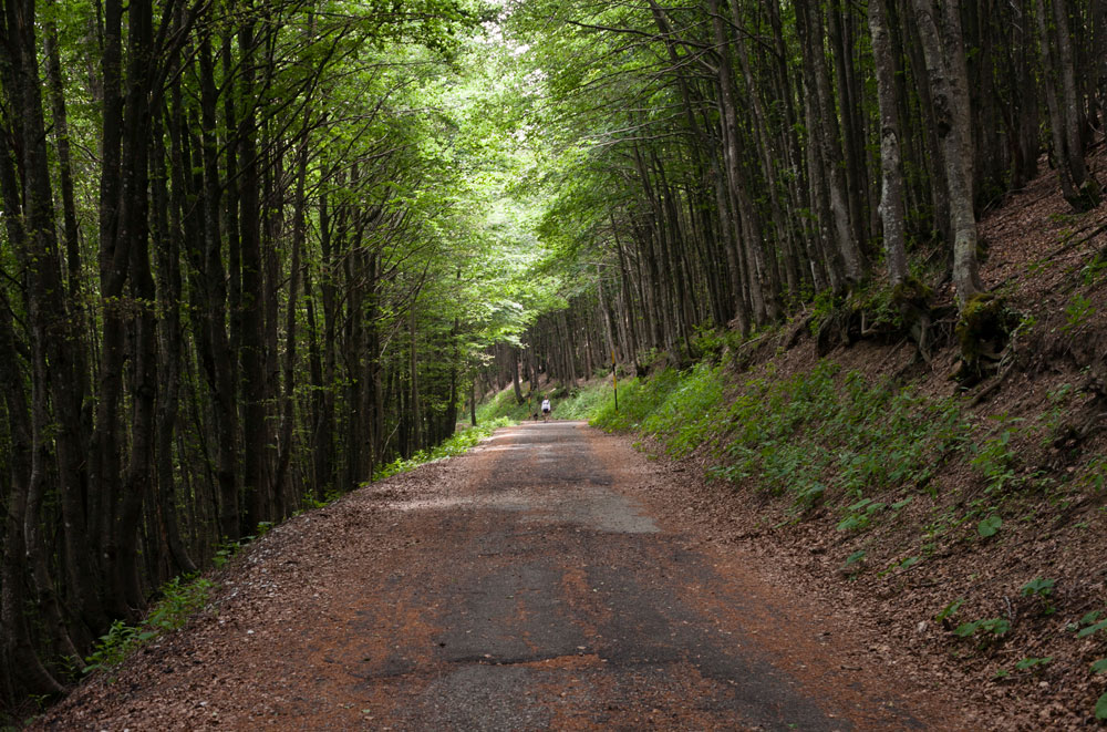 Sentiero nelle foreste Casentinesi