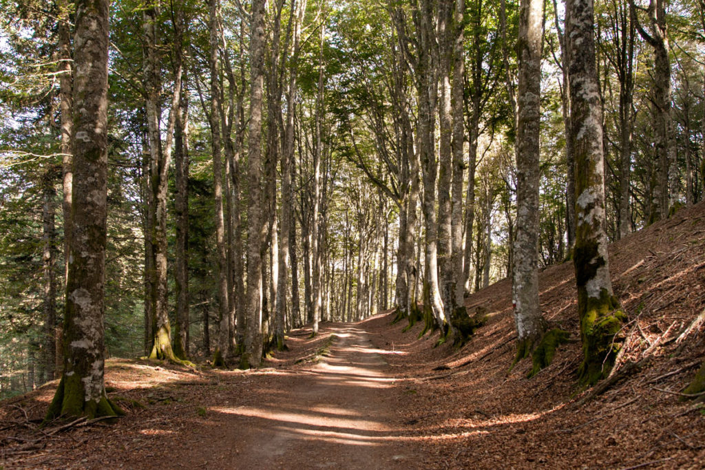 Trekking nelle Foreste Casentinesi - Verso il rifugio dei Fangacci