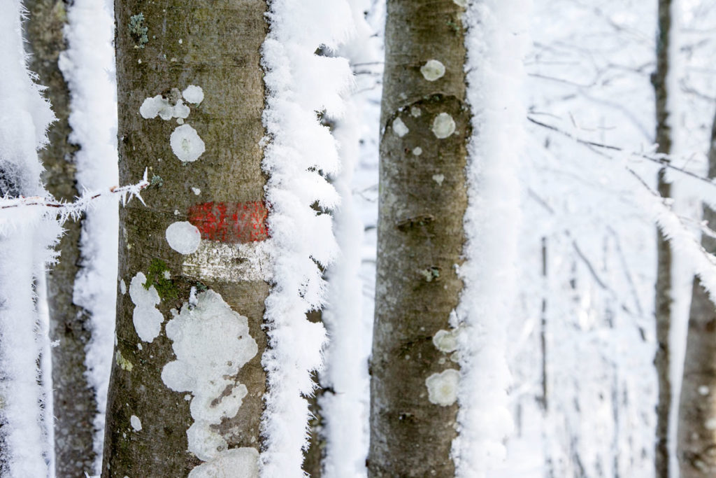 Neve sui tronchi - Sentiero CAI 00 segnalato sugli alberi - Campigna