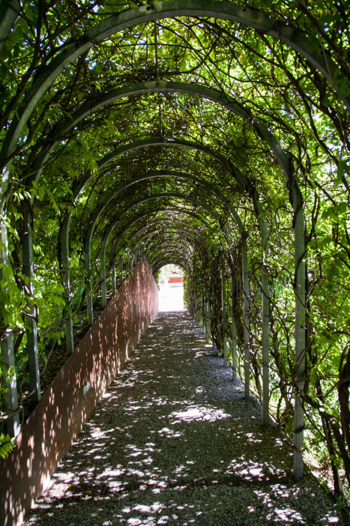 Tunnel verde nel parco