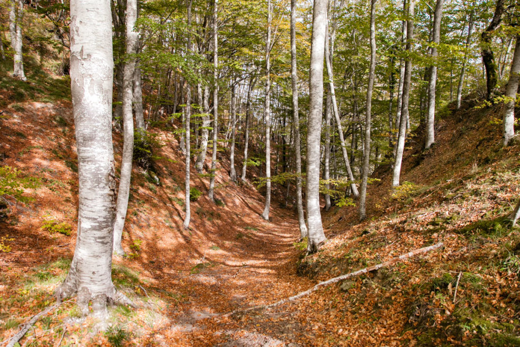 Autunno e le foglie a terra durante il trekking sul Monte Carpano
