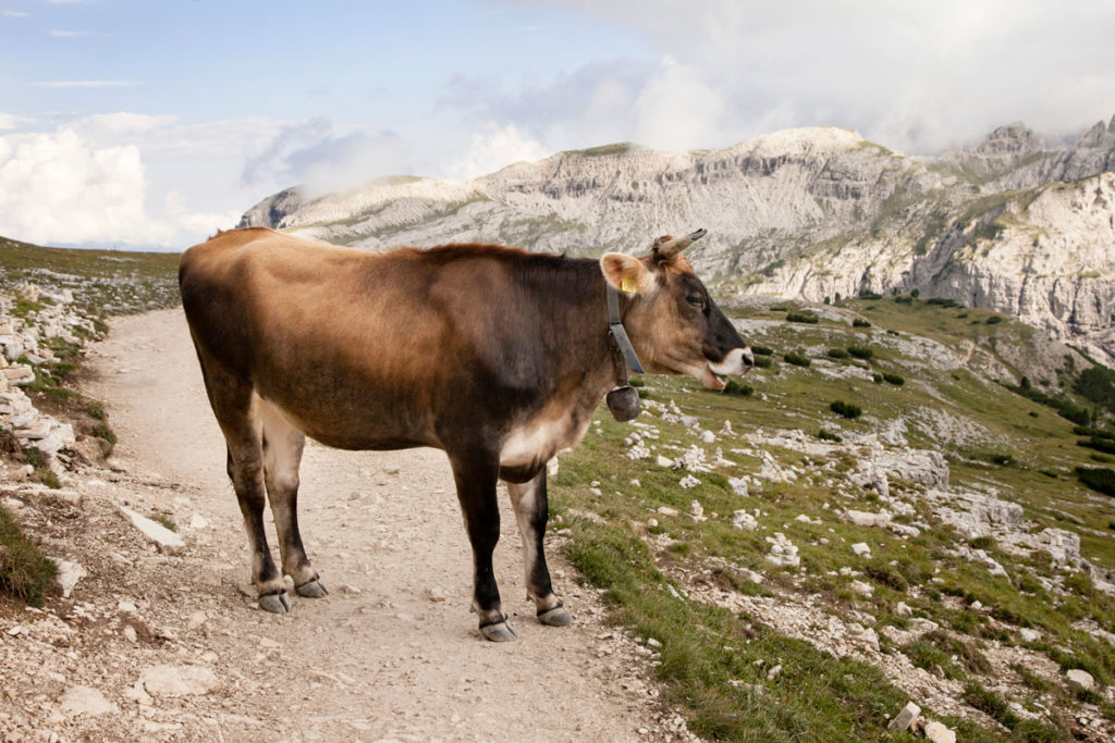 Mucca marrone sul sentiero