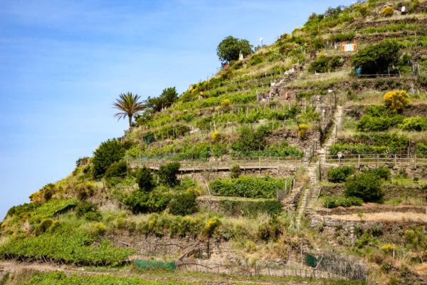 Terrazzamenti Coltivati a Vite - Parco Naturale delle Cinque Terre