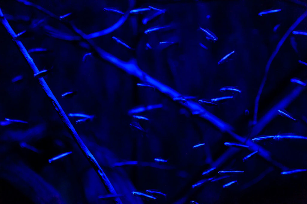Pesci Fluorescenti acquario di Copenaghen