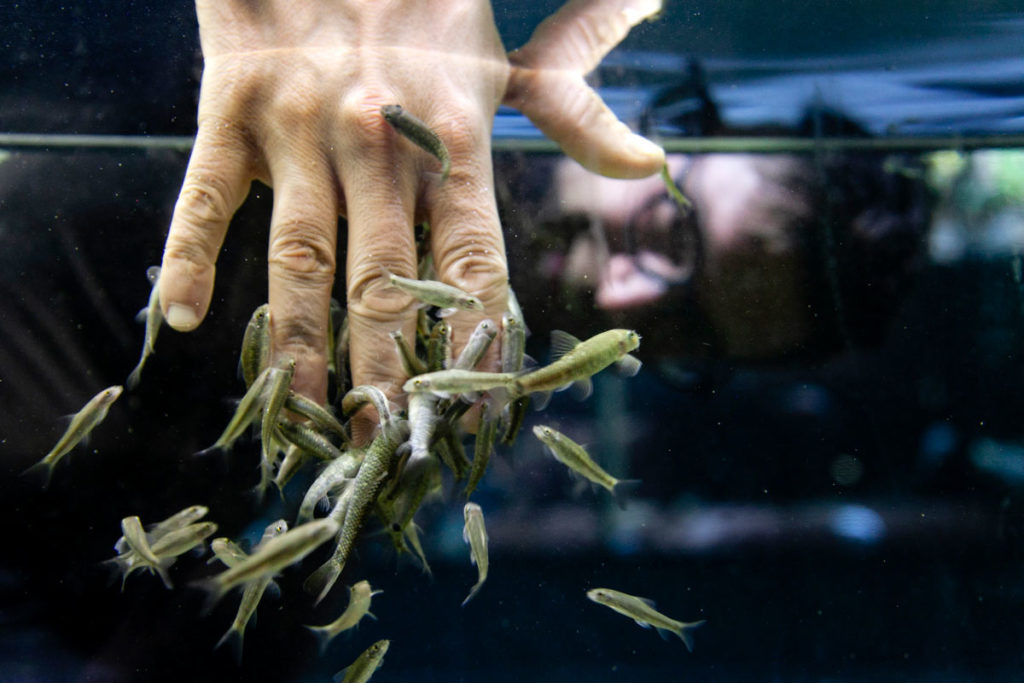 Pesci che mangiano le pellicine - Den Bla Planet