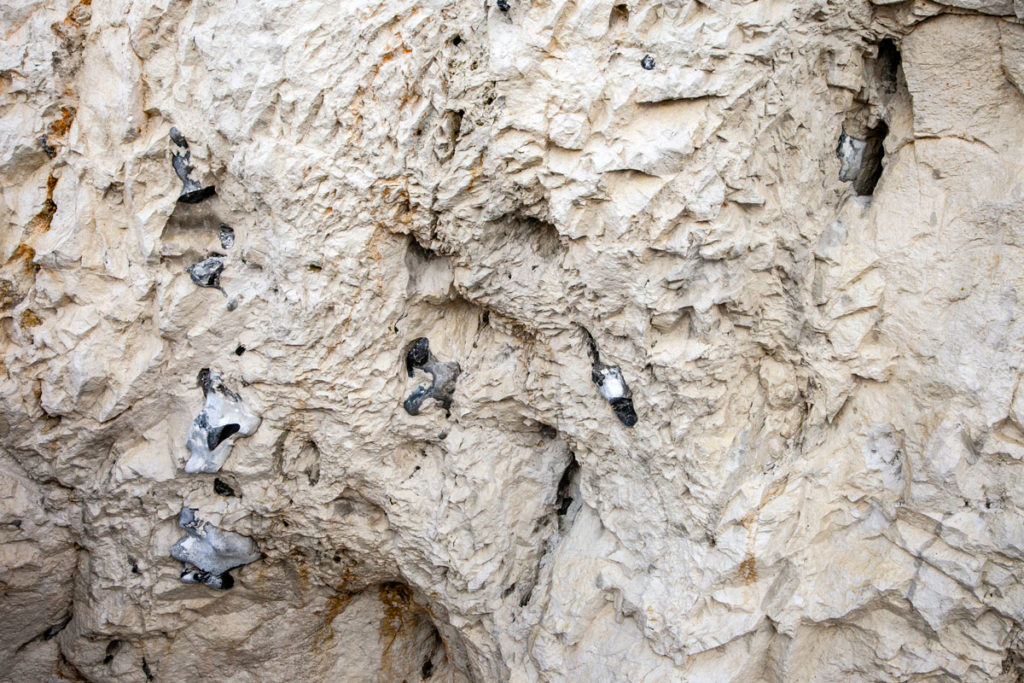 Roccia di gesso e fossili nelle Mons Klint