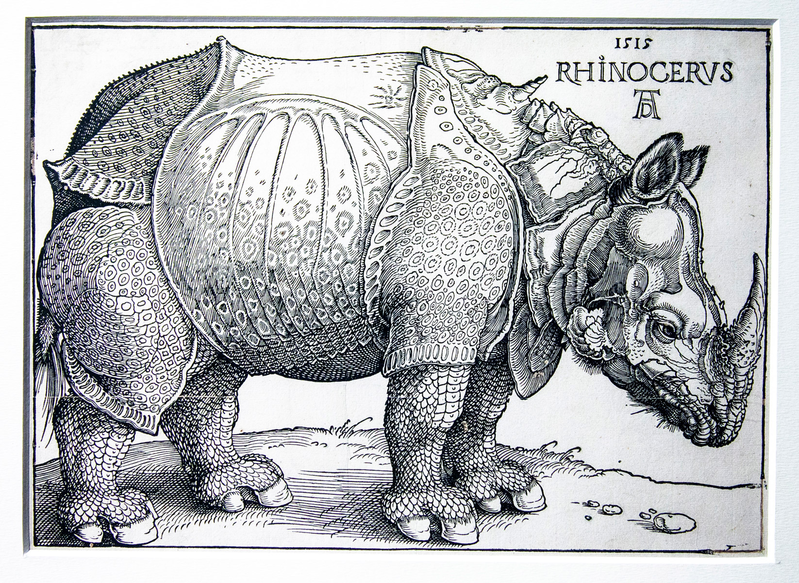 Osservazione della realtà nelle incisioni di Albrecht Dürer - Rinoceronte - Fantasia e texture differenti