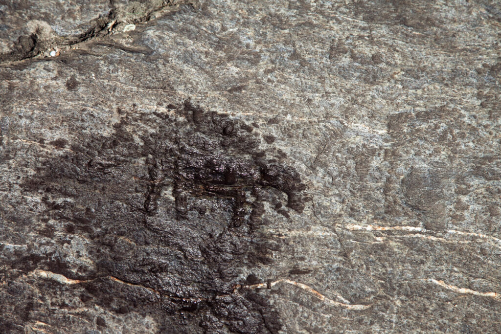 Animali archeologici incisi sulla Rupe Magna di Grosio