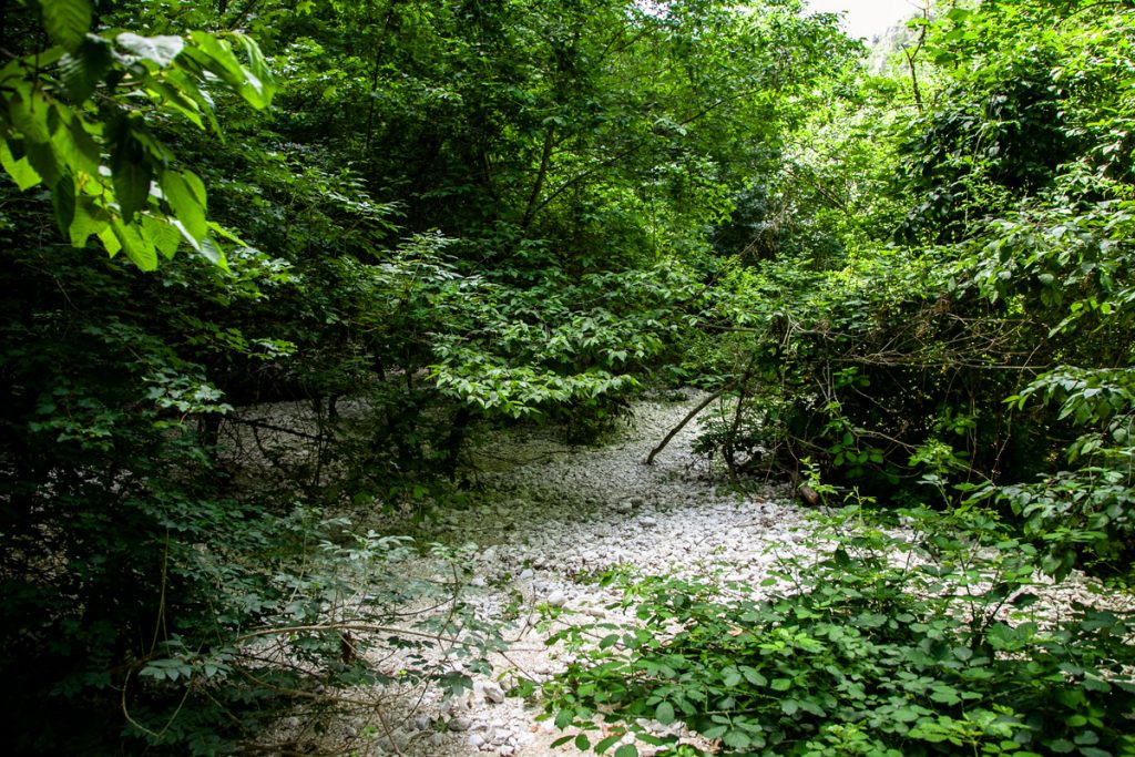 Area naturale con vegetazione durante il trekking