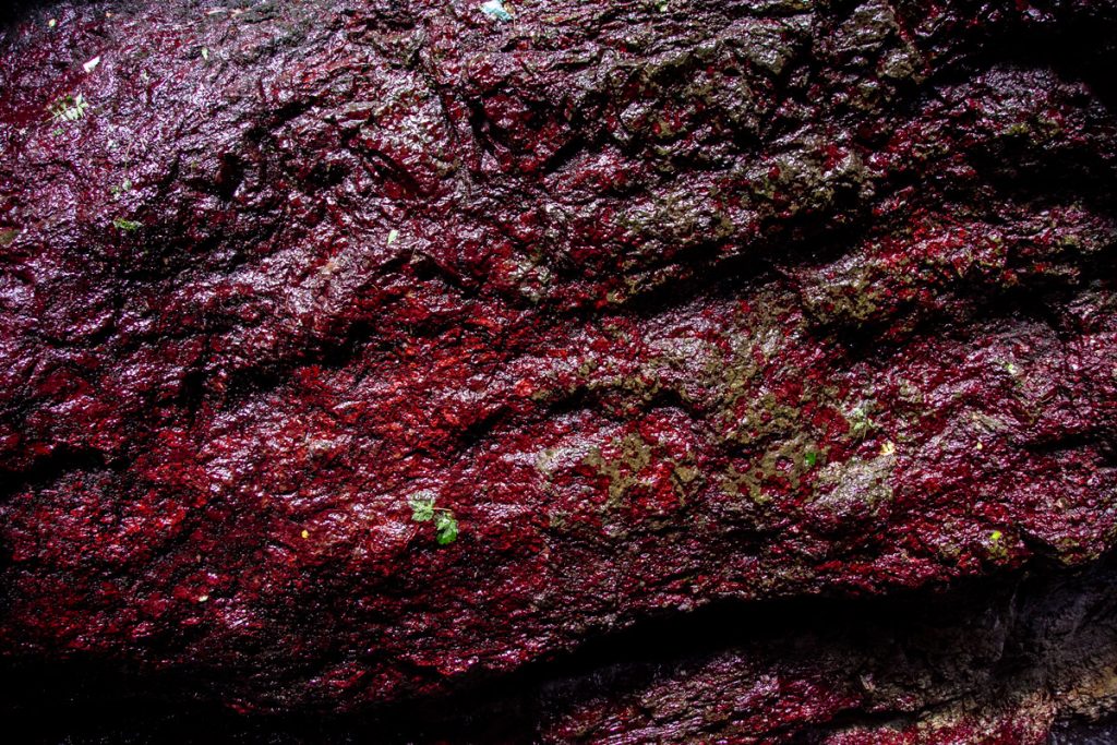 Pareti rocciose con alghe rosse