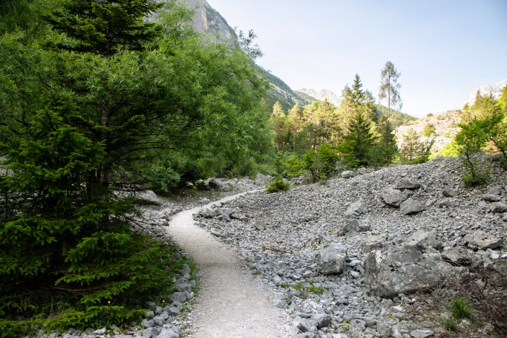 Roccia, bonsai naturali, boschi lungo il sentiero delle Glare
