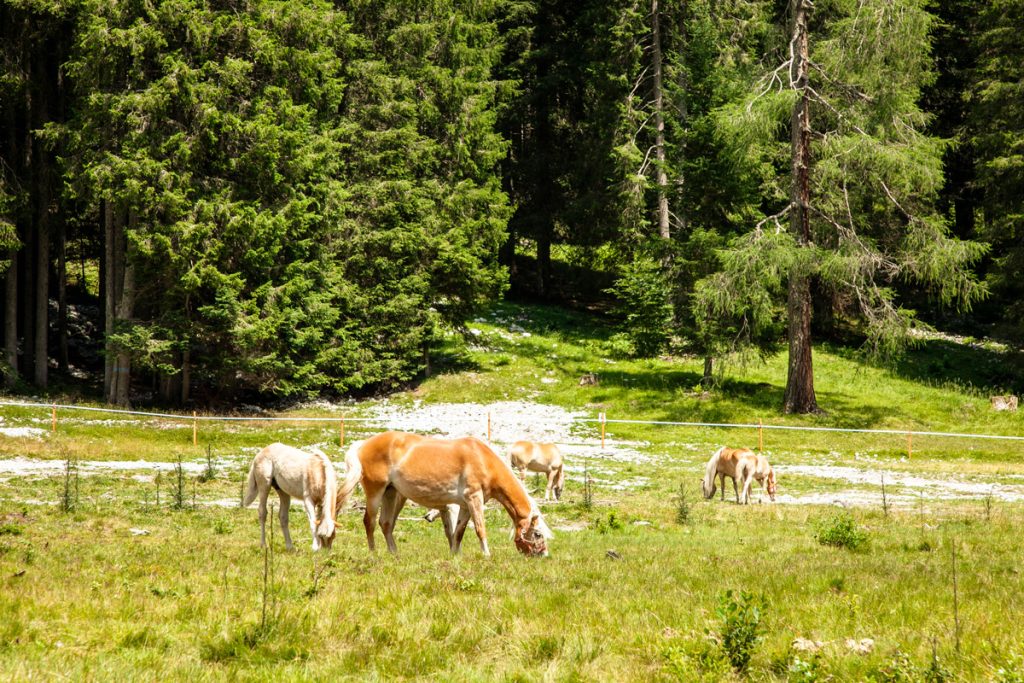 I cavalli davanti al rifugio Stella Alpina