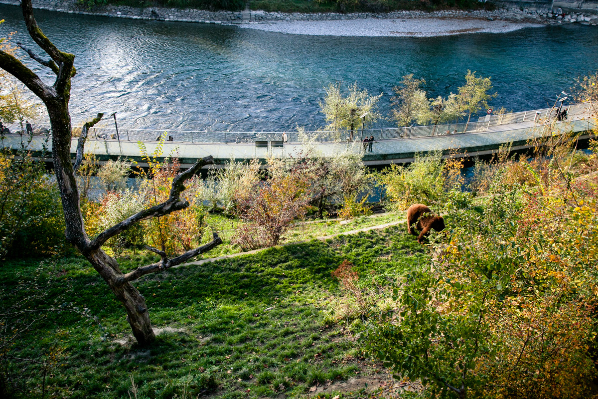 Parco degli orsi sul fiume Aare - Berna