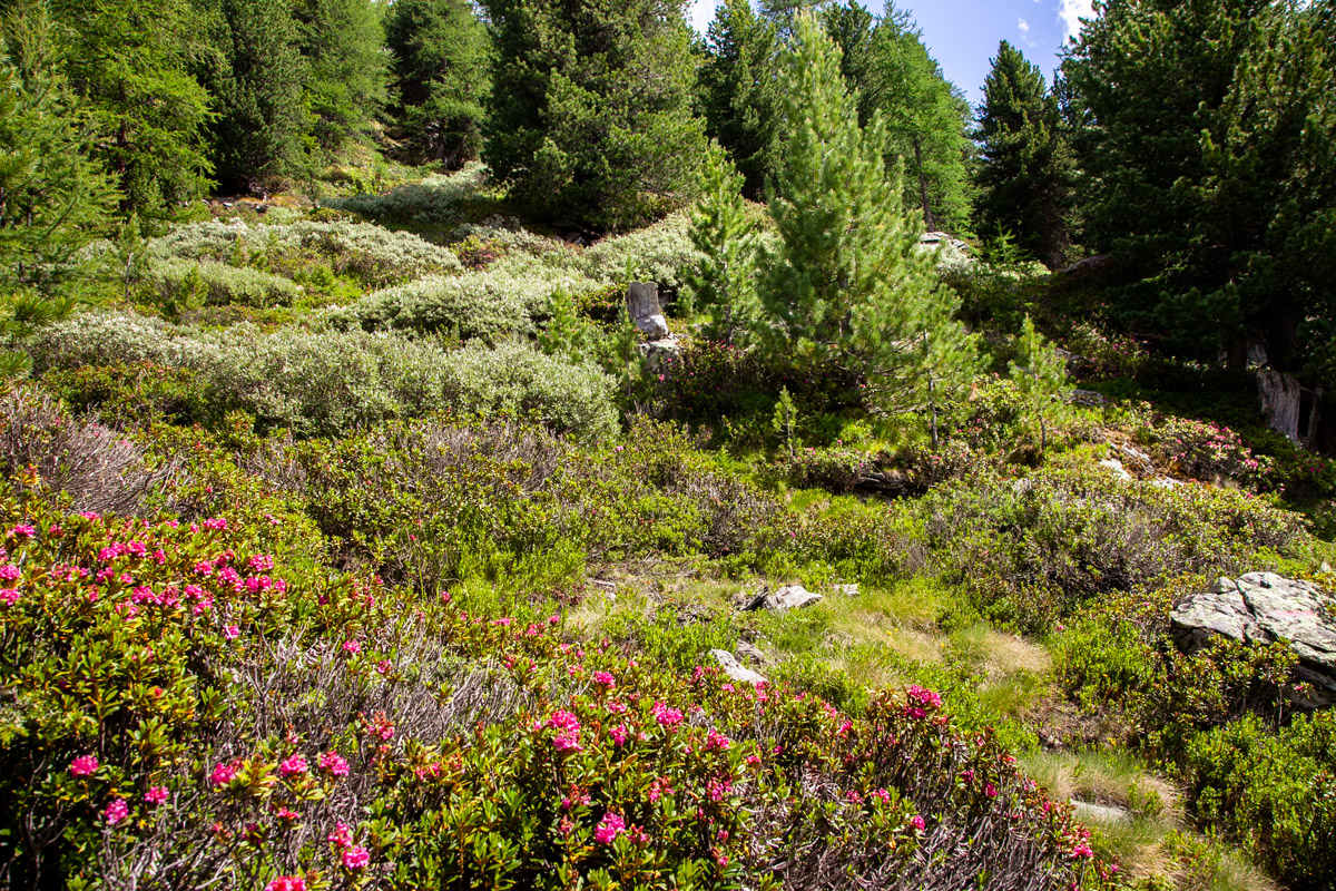 Fiori e vegetazione spontanea sulle montagne sopra a Lillaz - Cogne