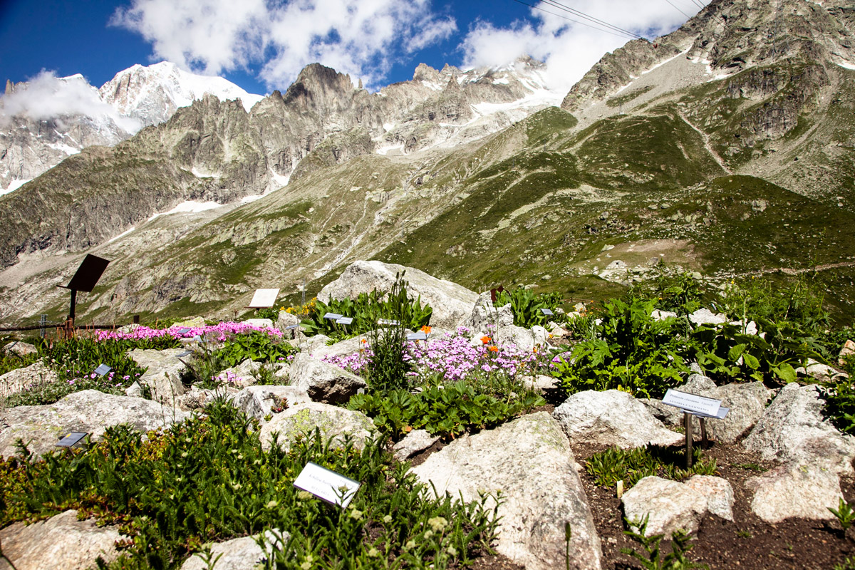 I fiori e le piante nel giardino botanico alpino sul Monte Bianco
