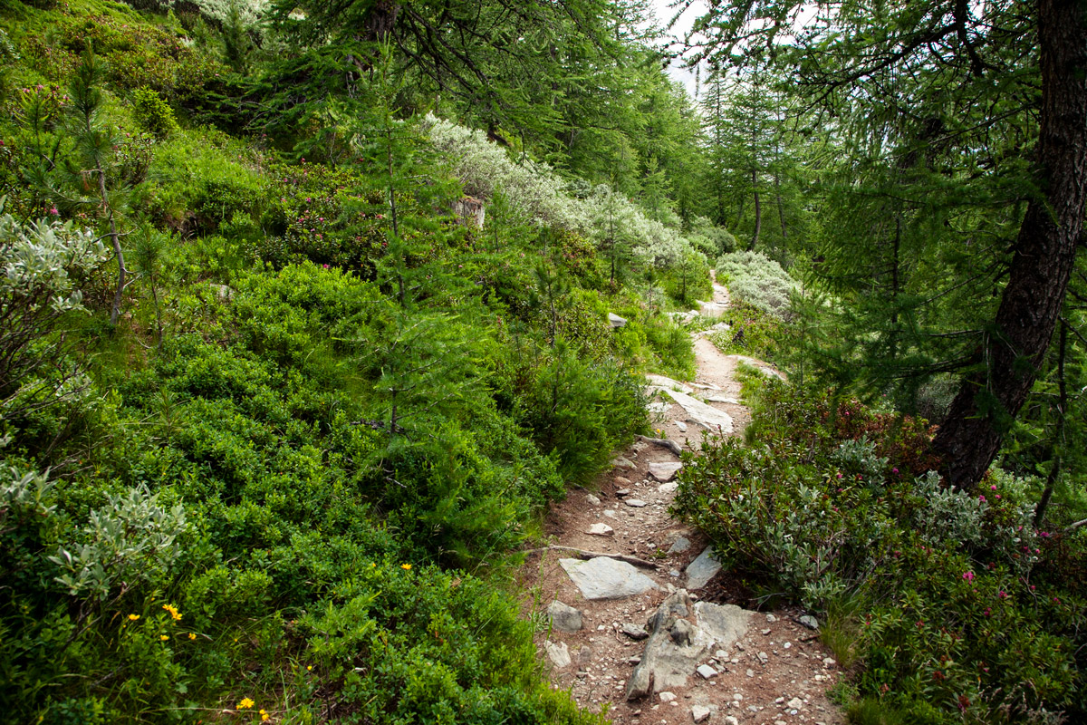 Percorso tra vegetazioni e roccia nel trekking ad anello del sentiero delle Rane - Lillaz