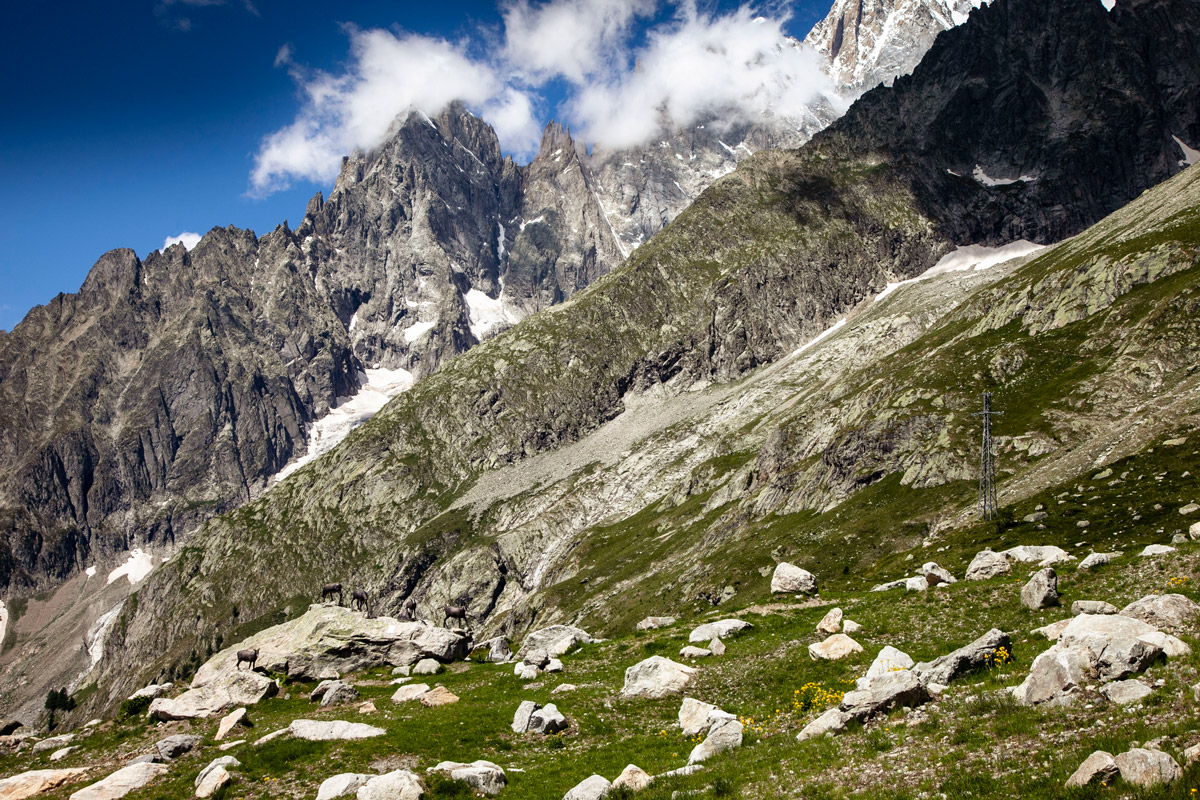 Rocce e vegetazione sul Monte Bianco