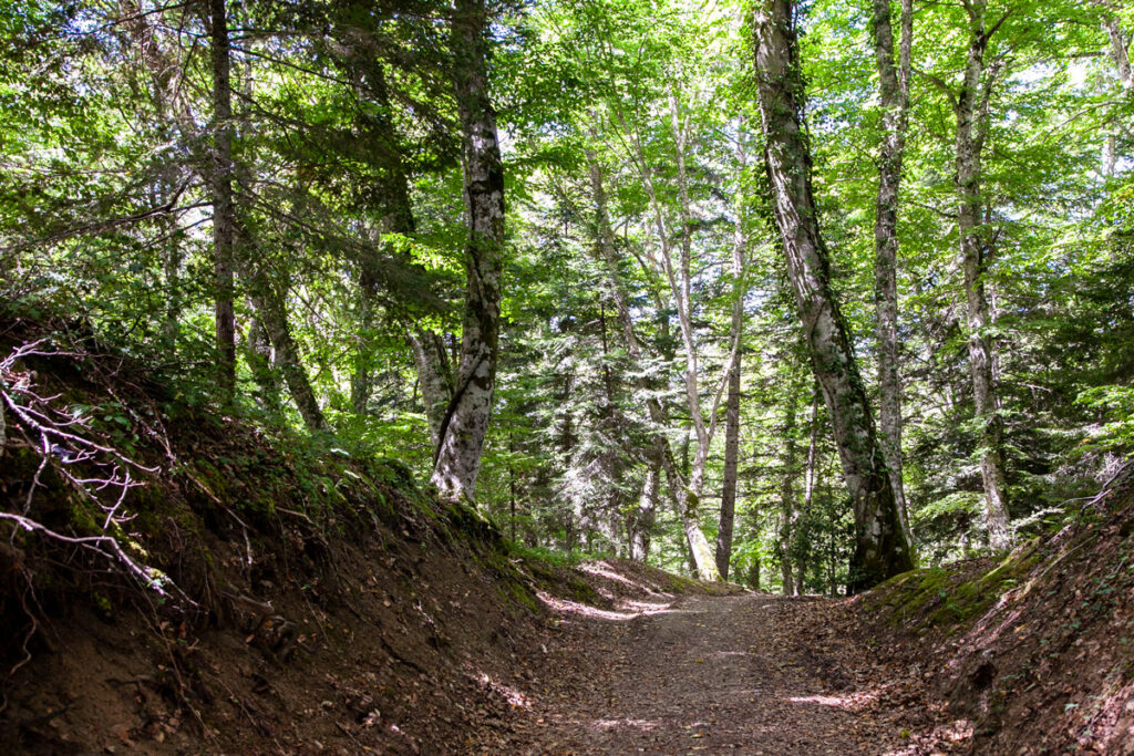 Sentiero del Fajone - Cosa fare nella Riserva Naturale di Montedimezzo