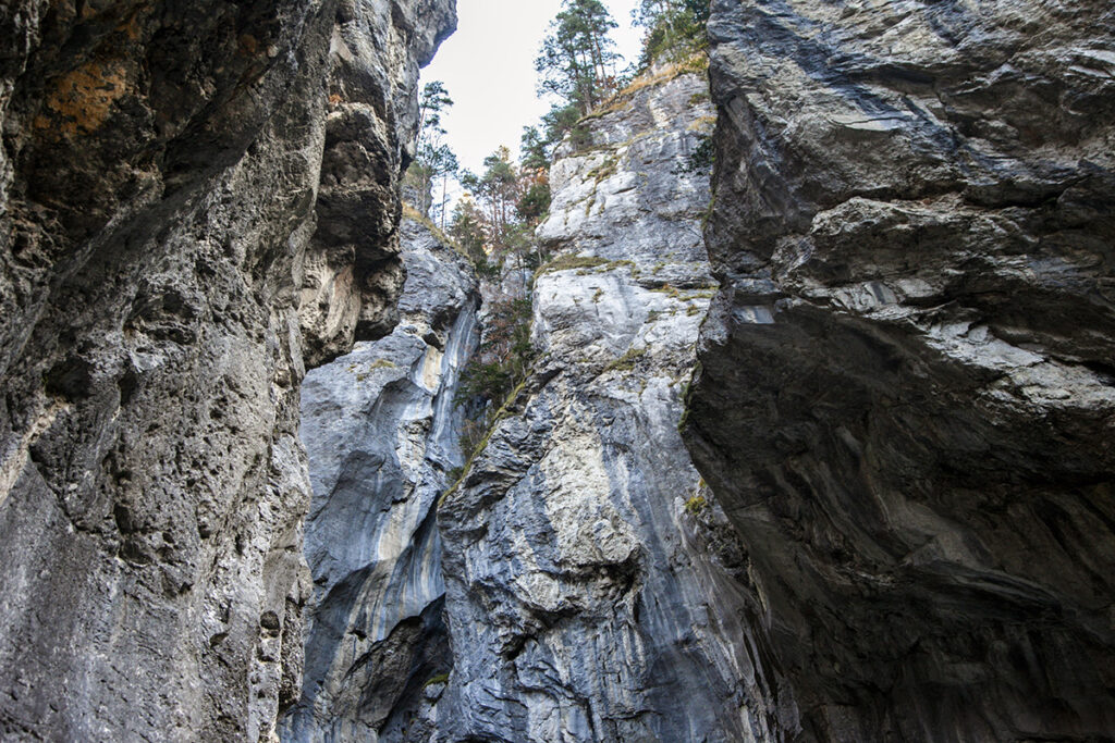 Alberi sopra le pareti rocciose della gola dell'Aare