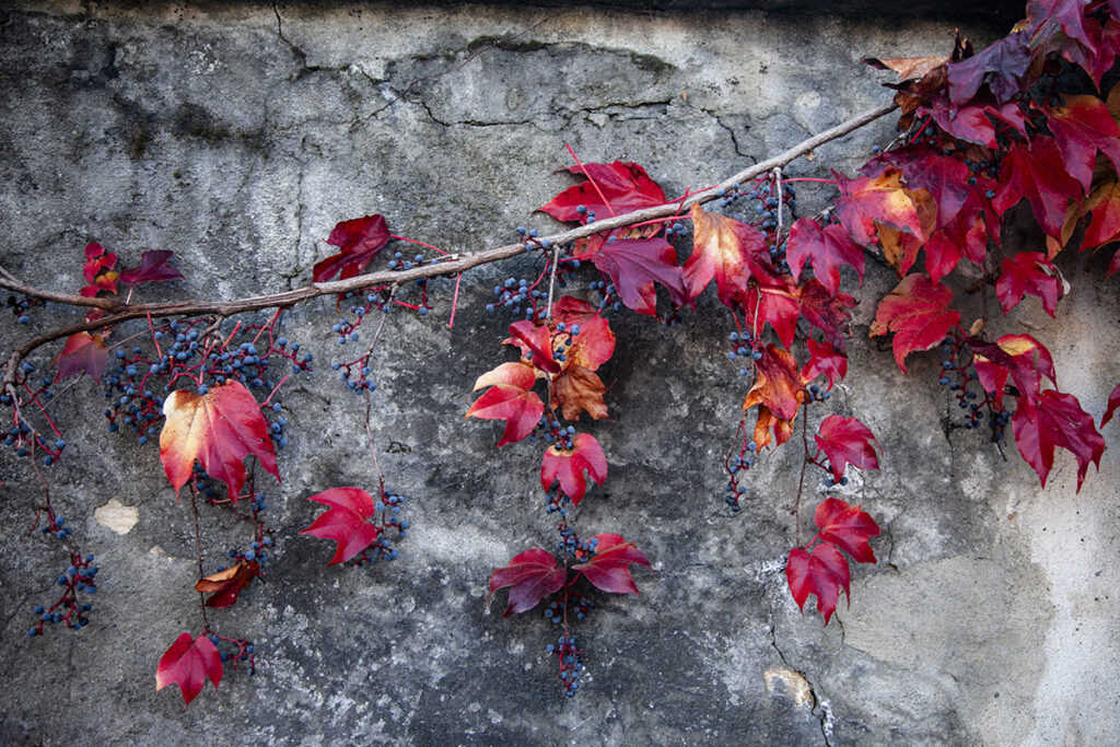Edera sui muri in autunno